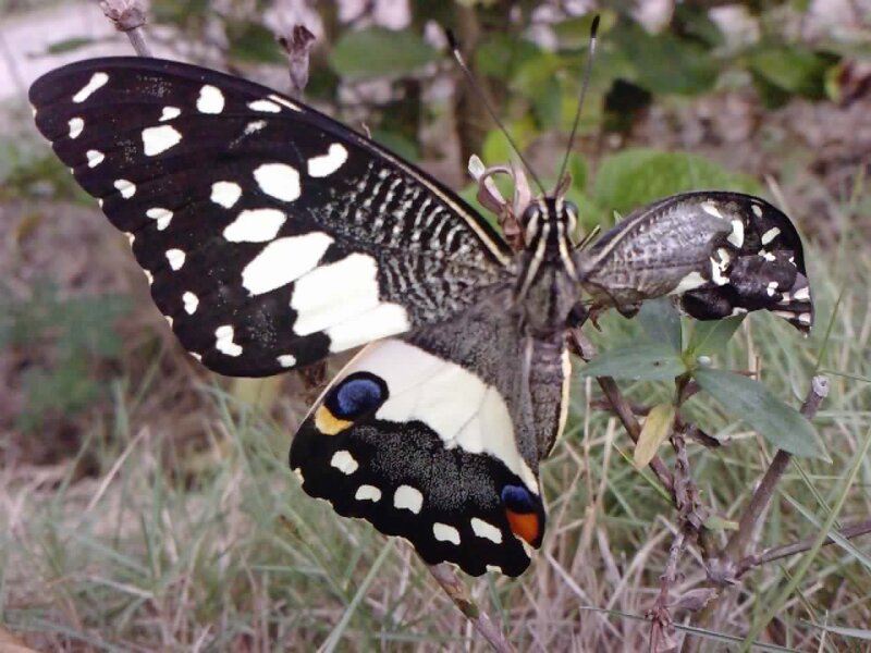 Black and White Butterfly — Calm, Afternoon, Photograph, Plant