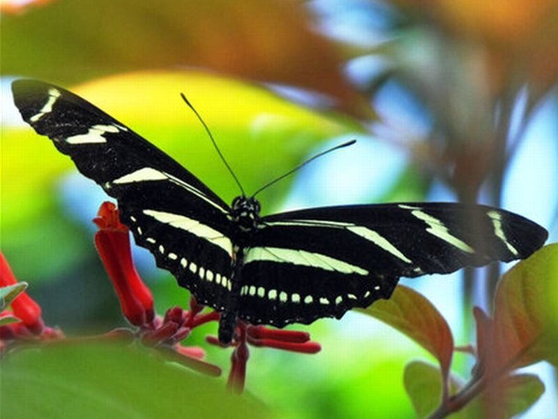 Black and White Butterfly — Calm, Afternoon