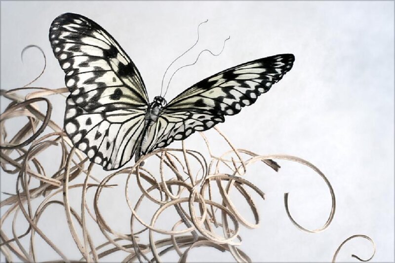 Black and White Butterfly — Calm, Illustration