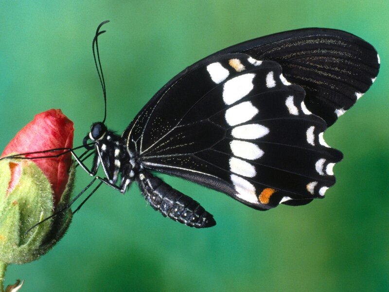 Black and White Butterfly — Calm, Photograph, Flower, Bud