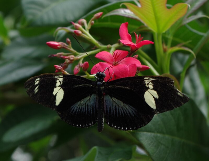 Black and White Butterfly — Calm, Photograph, Flower, Leaf