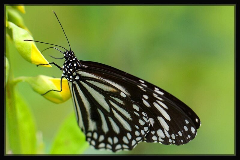 Black and White Butterfly — Calm, Photograph, Flower, Plant