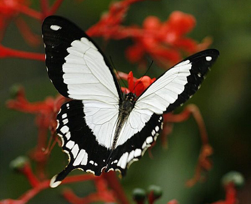Black and White Butterfly — Calm, Photograph, Flower