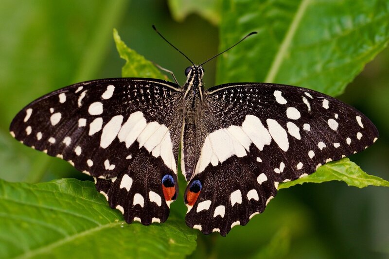 Black and White Butterfly — Calm, Photograph, Green Leaf