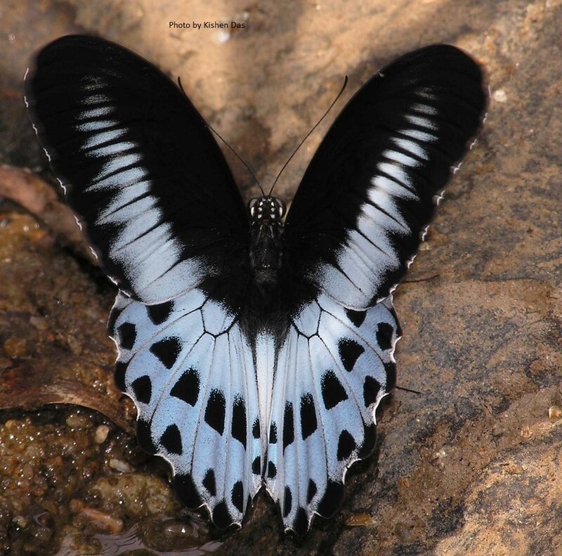 Black and White Butterfly — Calm, Photograph, Rock