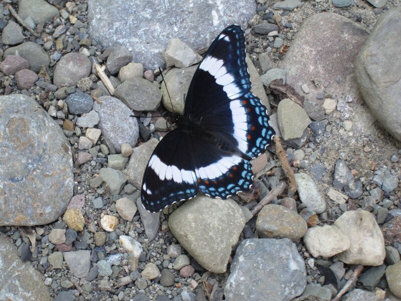 Black and White Butterfly — Calm, Photograph, Rocks