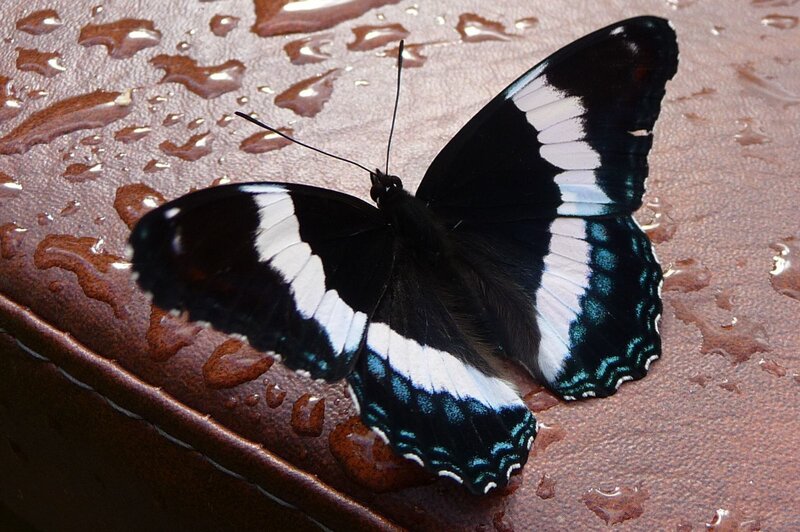 Black and White Butterfly — Calm, Photograph