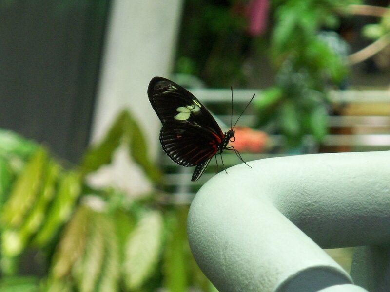 Black and White Butterfly — Calm