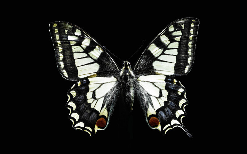 Black and White Butterfly — Dramatic, Photograph