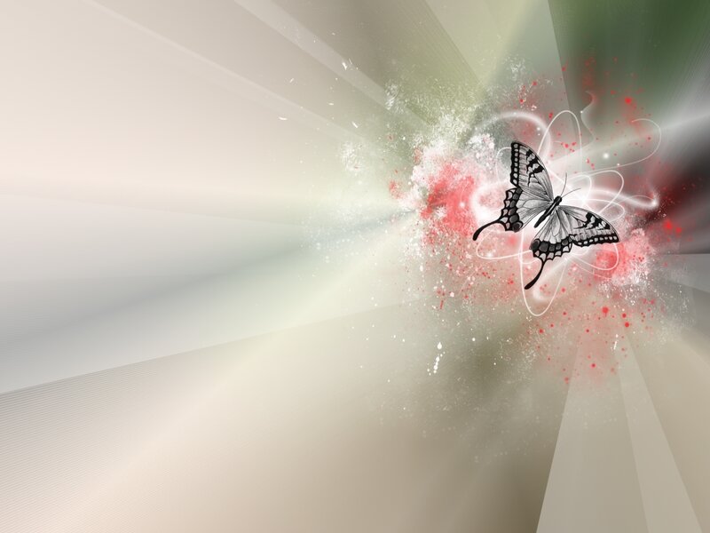 Black and White Butterfly — Dynamic