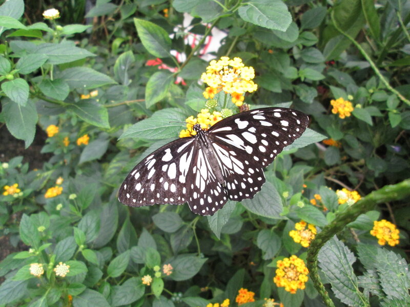 Black and White Butterfly — Green, Calm, Afternoon, Photograph