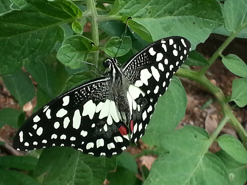 Black and White Butterfly — Green, Calm, Afternoon