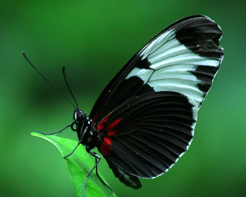 Black and White Butterfly — Green, Calm, Photograph, Leaf