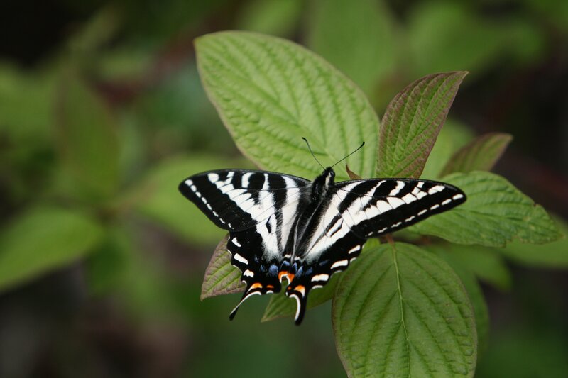 Black and White Butterfly — Green, Calm, Photograph