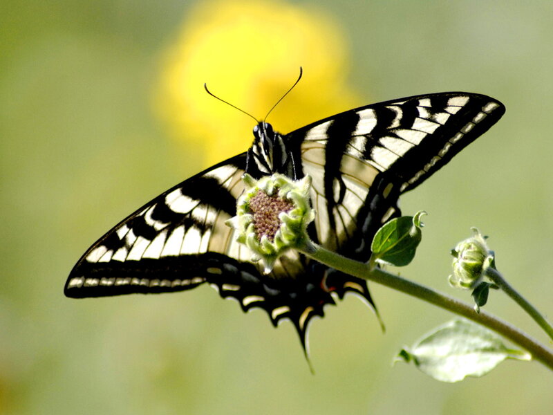 Black and White Butterfly — Green, Calm, Summer