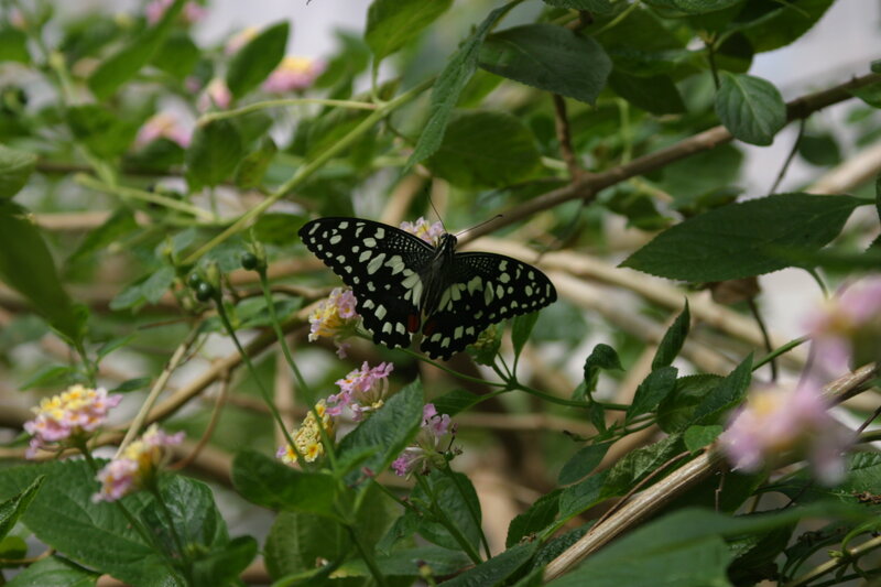 Black and White Butterfly — Green, Calm