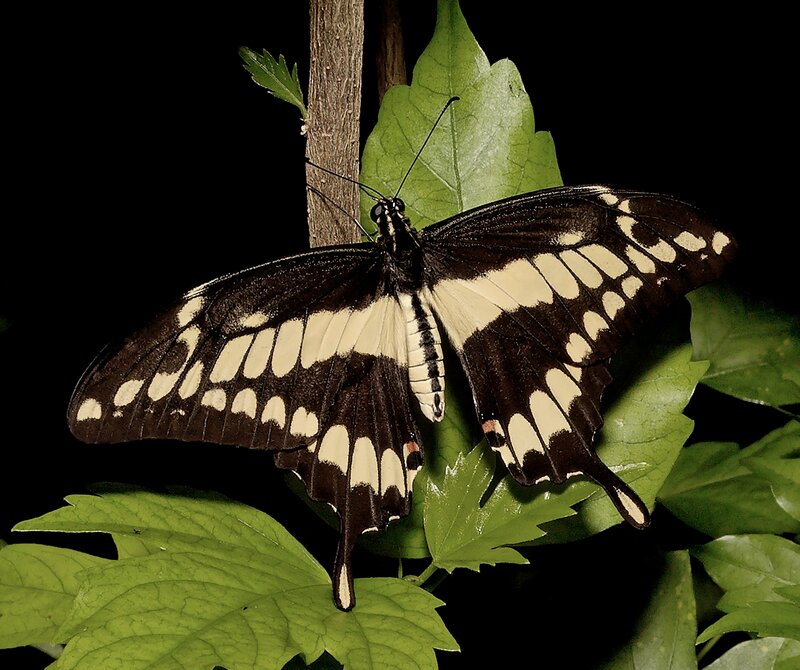 Black and White Butterfly — Green, Dramatic