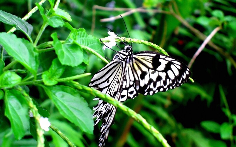 Black and White Butterfly — Green, Natural, Afternoon, Photograph
