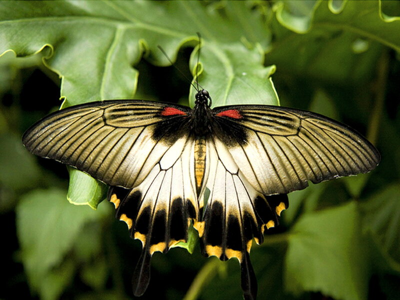 Black and White Butterfly — Green, Natural