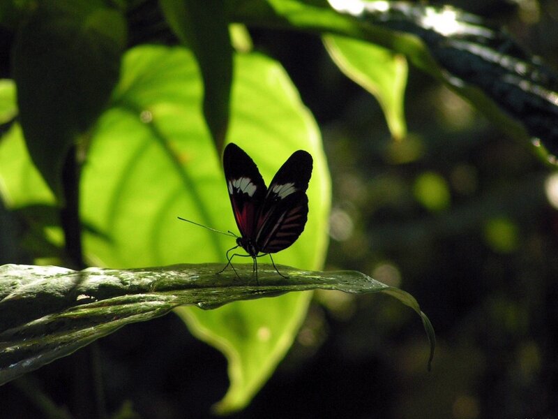 Black and White Butterfly — Green, Serene, Afternoon, Photograph, Leaf