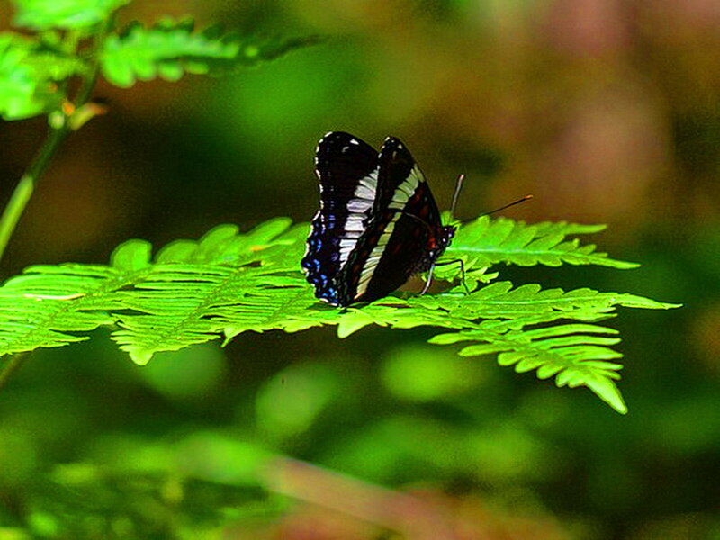 Black and White Butterfly — Green, Serene, Photograph, Fern Leaf