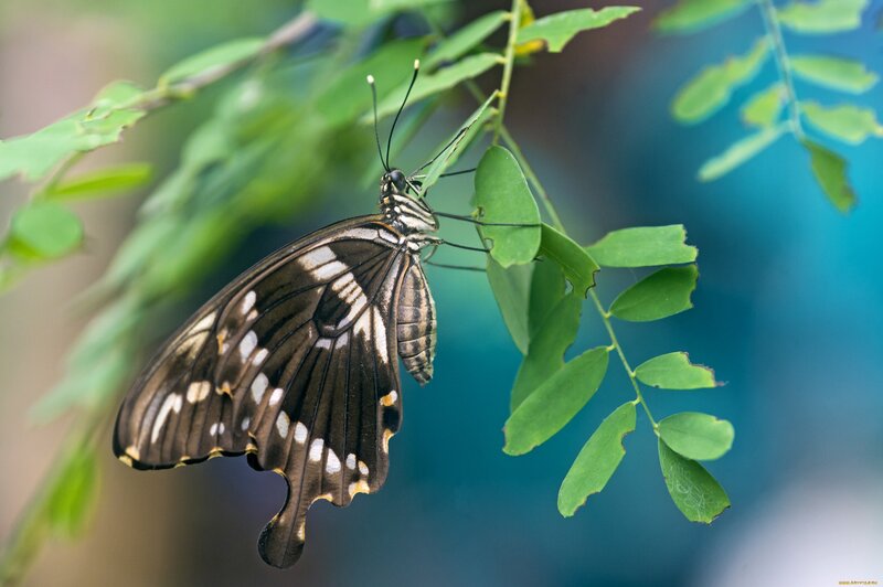 Black and White Butterfly — Green, Serene, Photograph, Leaf