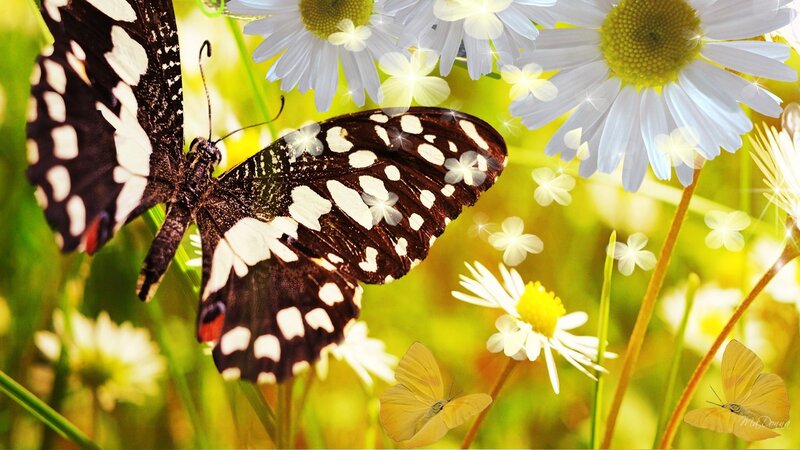 Black and White Butterfly — Green, Serene