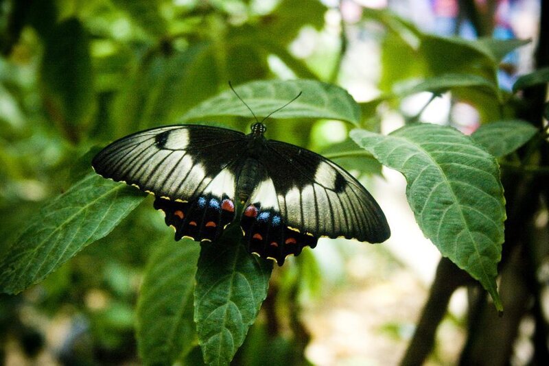 Black and White Butterfly — Green