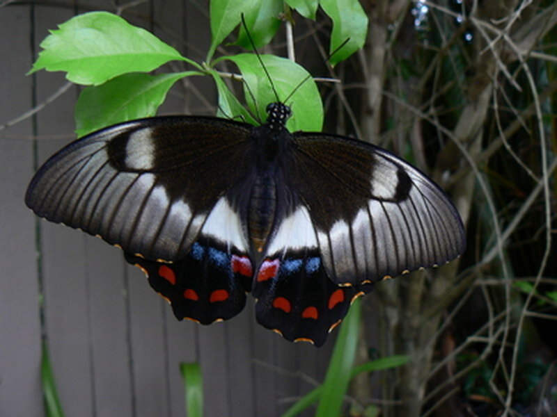 Black and White Butterfly — Natural, Photograph