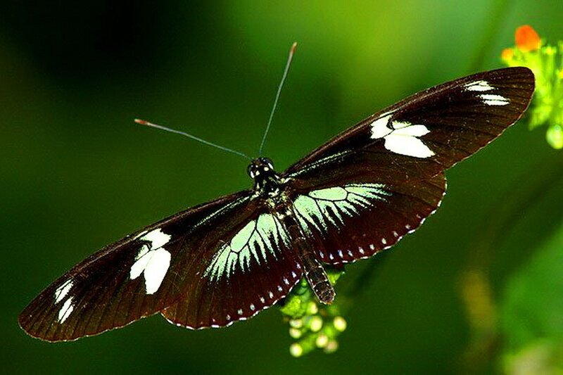 Black and White Butterfly — Natural