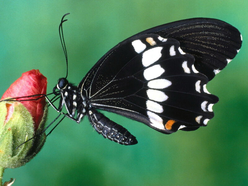 black and white butterfly on flower