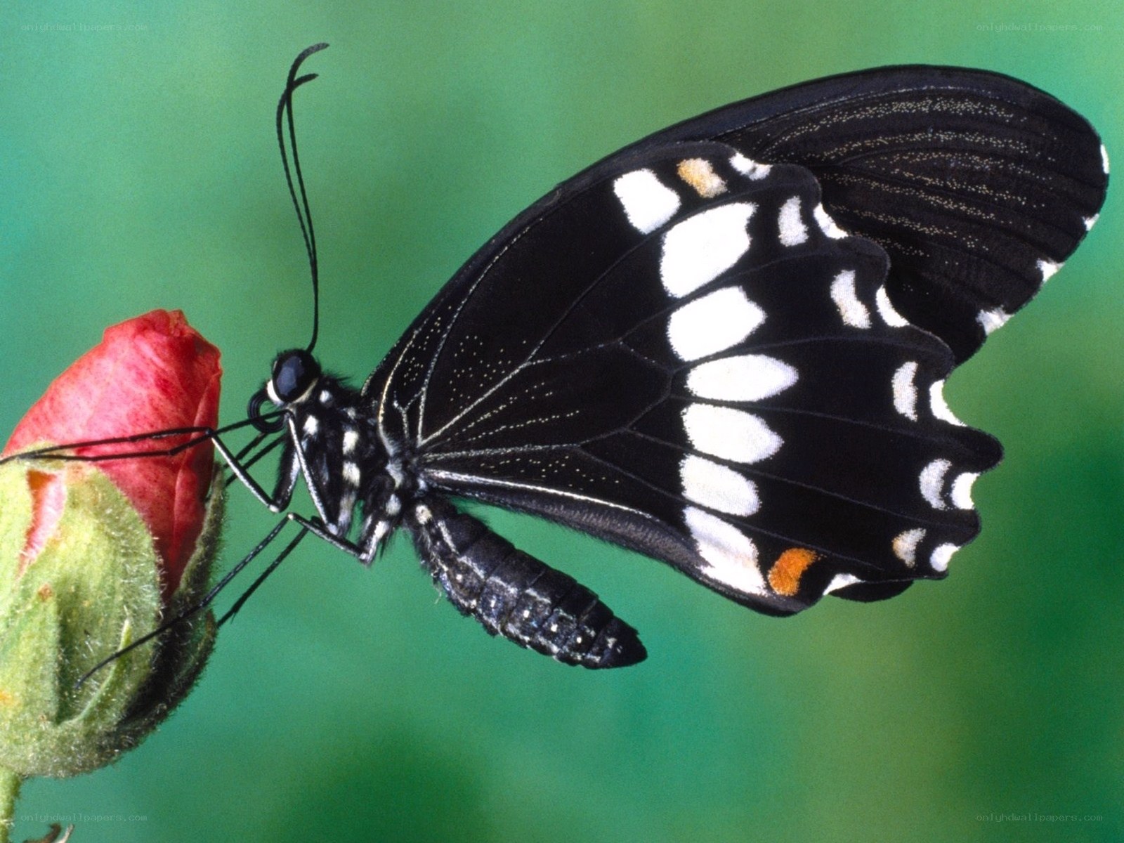 black and white butterfly on flower