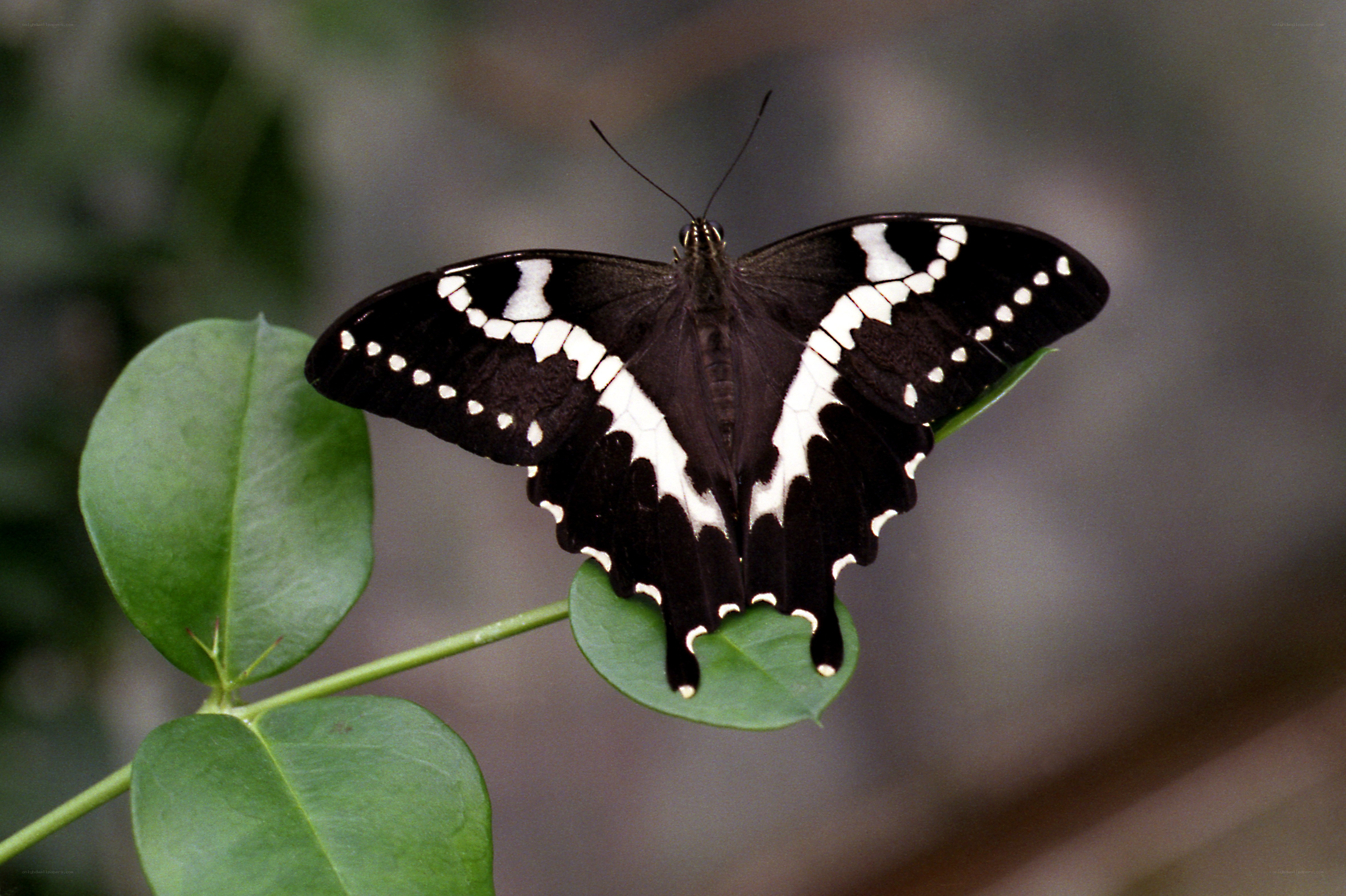 black and white butterfly on leaf