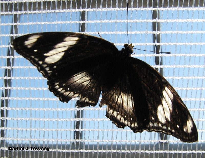 black and white butterfly on mesh