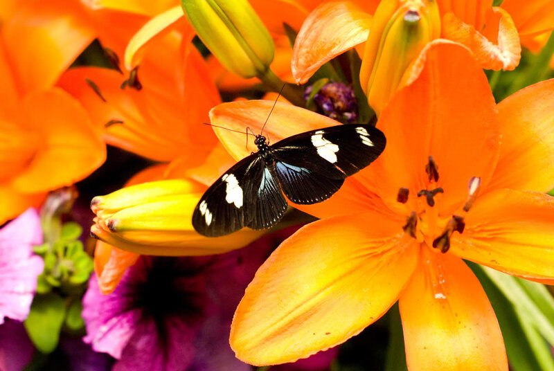 Black and White Butterfly — Orange