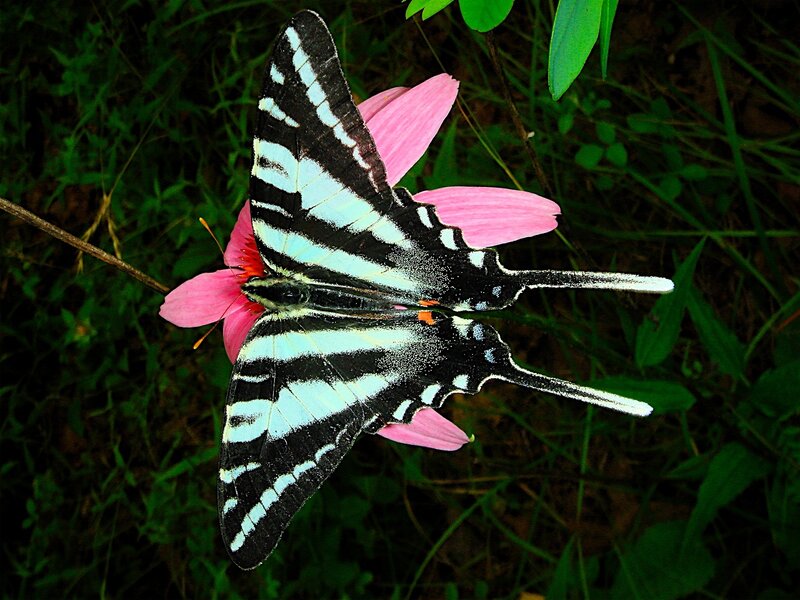 Black and White Butterfly — Pink, Natural