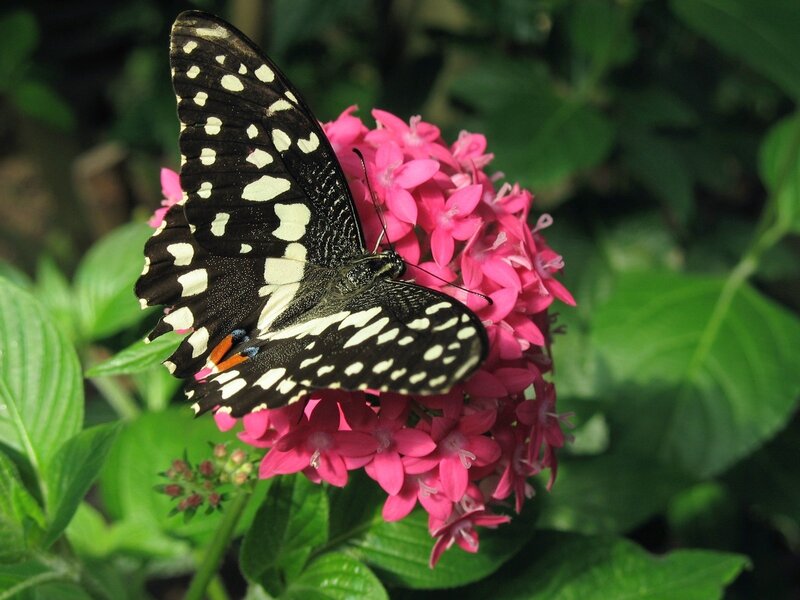 Black and White Butterfly — Pink