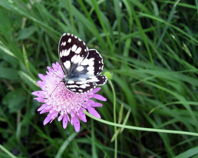 Black and White Butterfly — Purple, Calm, Summer