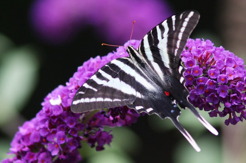 Black and White Butterfly — Purple, Calm