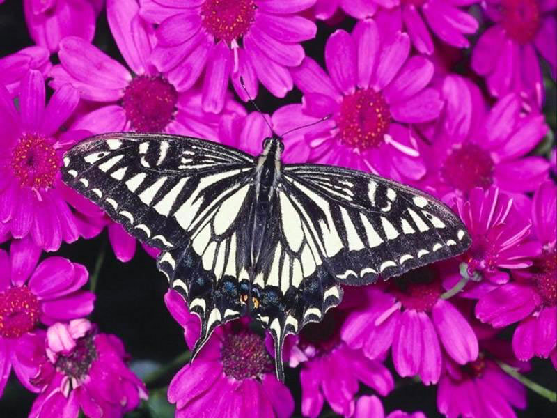 Black and White Butterfly — Purple