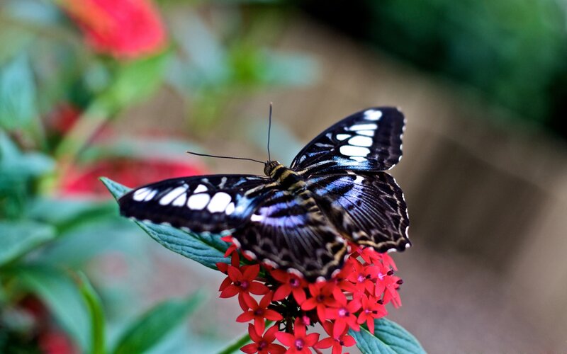 Black and White Butterfly — Red, Calm, Photograph