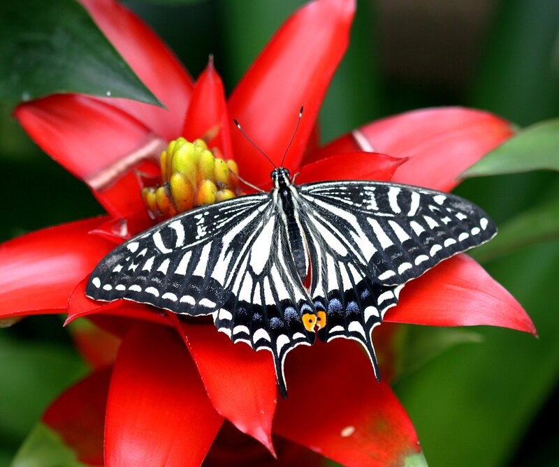 Black and White Butterfly — Red, Calm