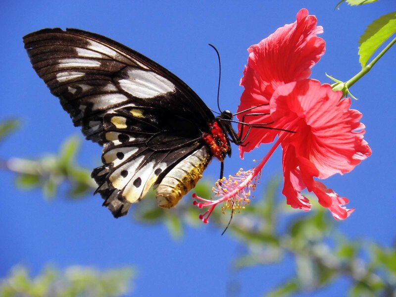 Black and White Butterfly — Red, Serene