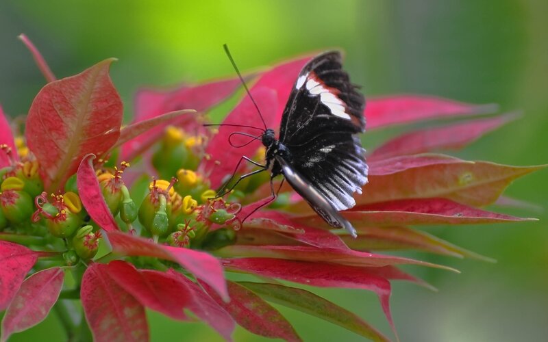 Black and White Butterfly — Red
