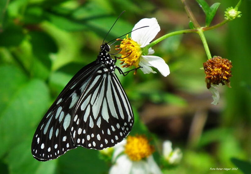 Black and White Butterfly — Serene, Afternoon