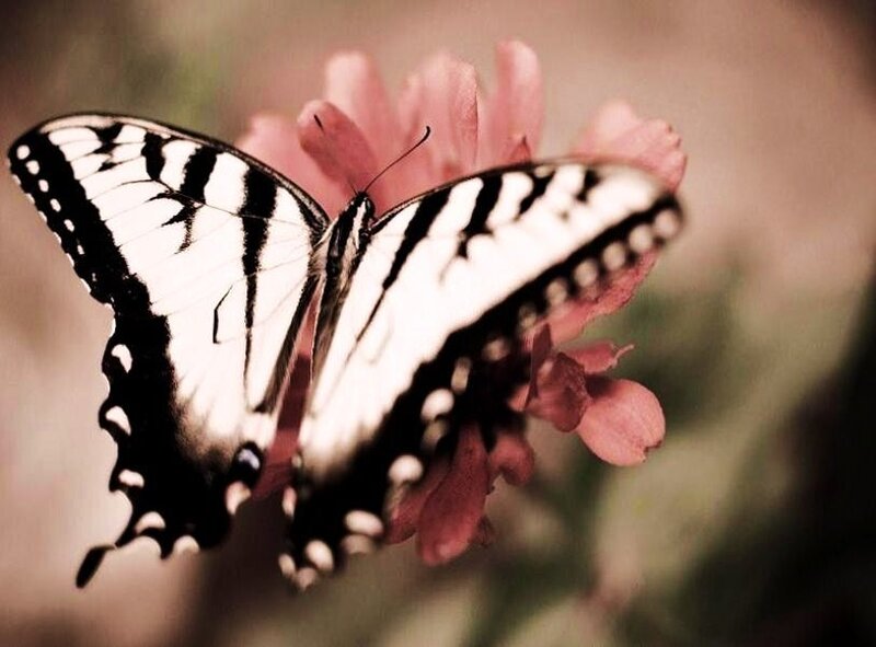 Black and White Butterfly — Serene, Photograph, Flower