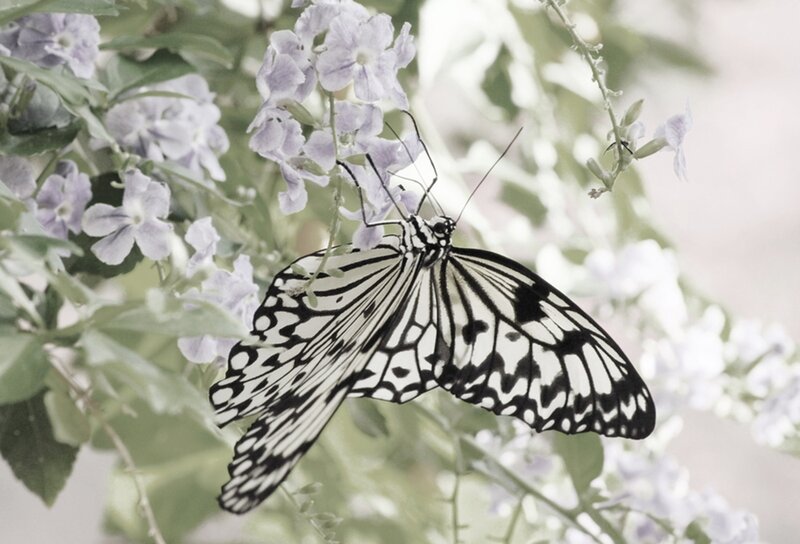 Black and White Butterfly — Serene, Photograph
