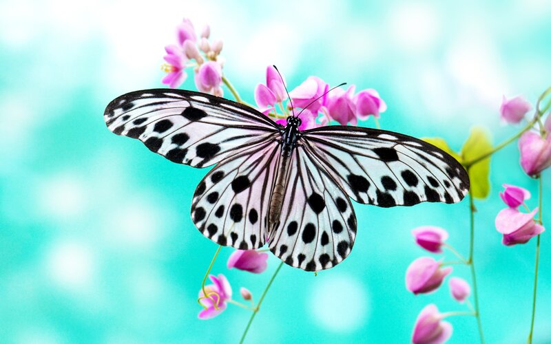 Black and White Butterfly — Serene, Spring