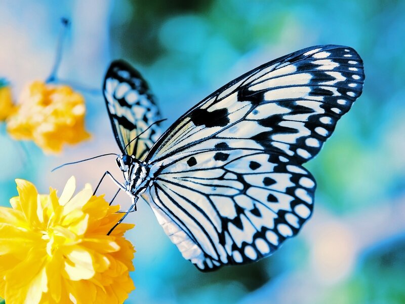 Black and White Butterfly — Serene