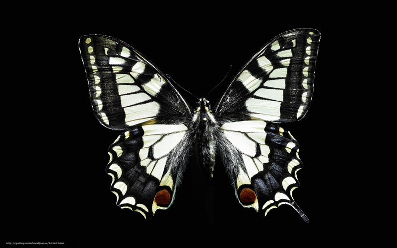 black and white butterfly